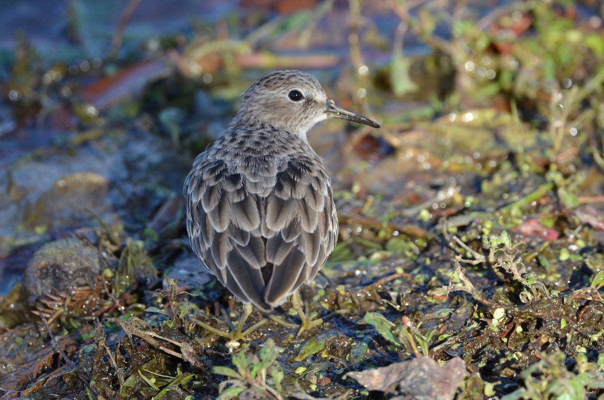 Least Sandpiper - ML492431391