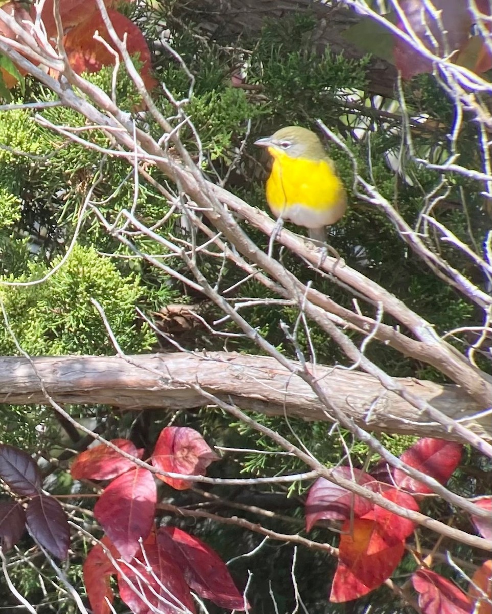 Yellow-breasted Chat - Michael Scheibel