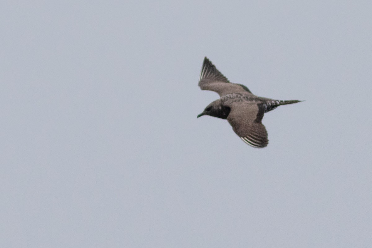 Long-tailed Jaeger - ML492432091