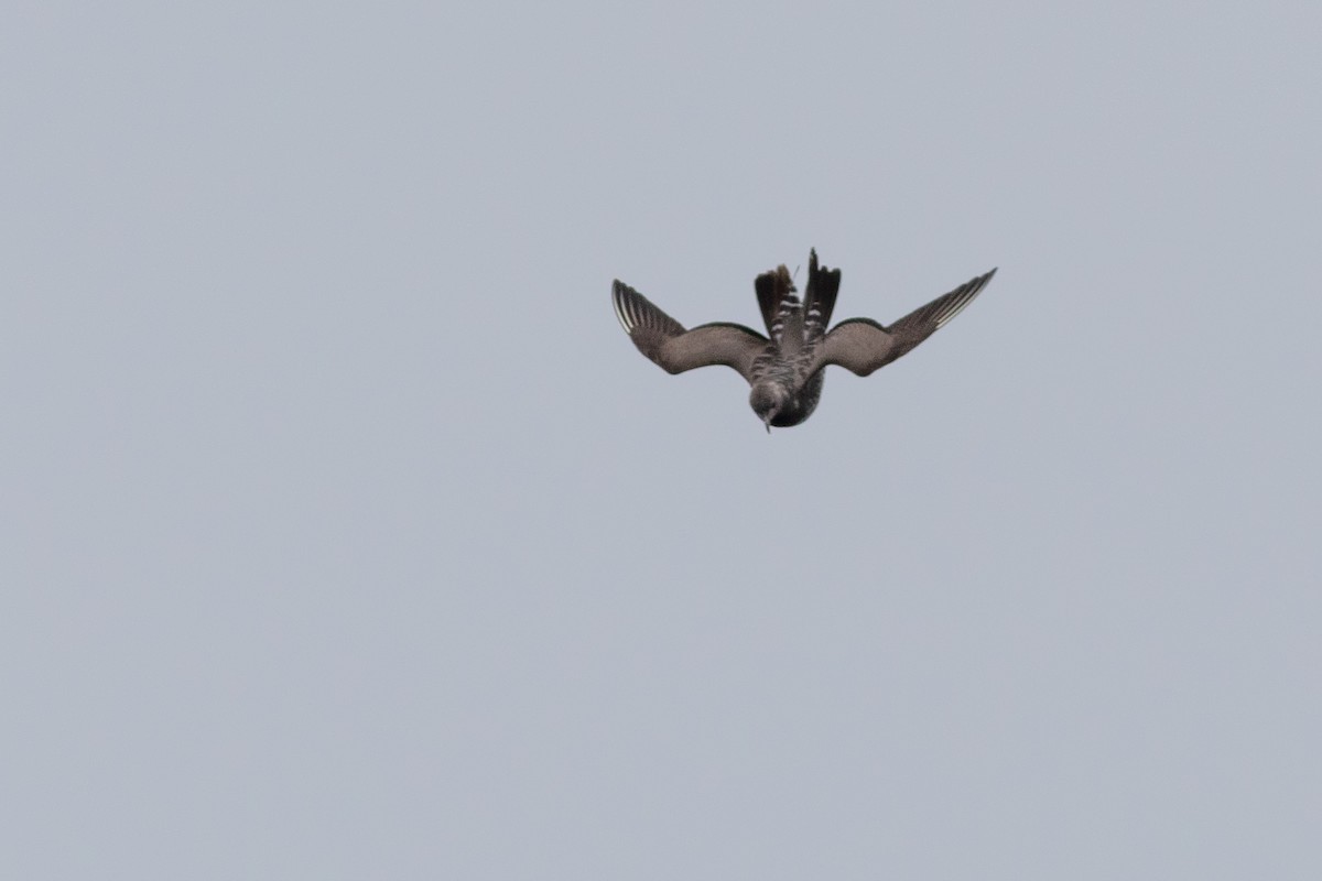 Long-tailed Jaeger - ML492432101