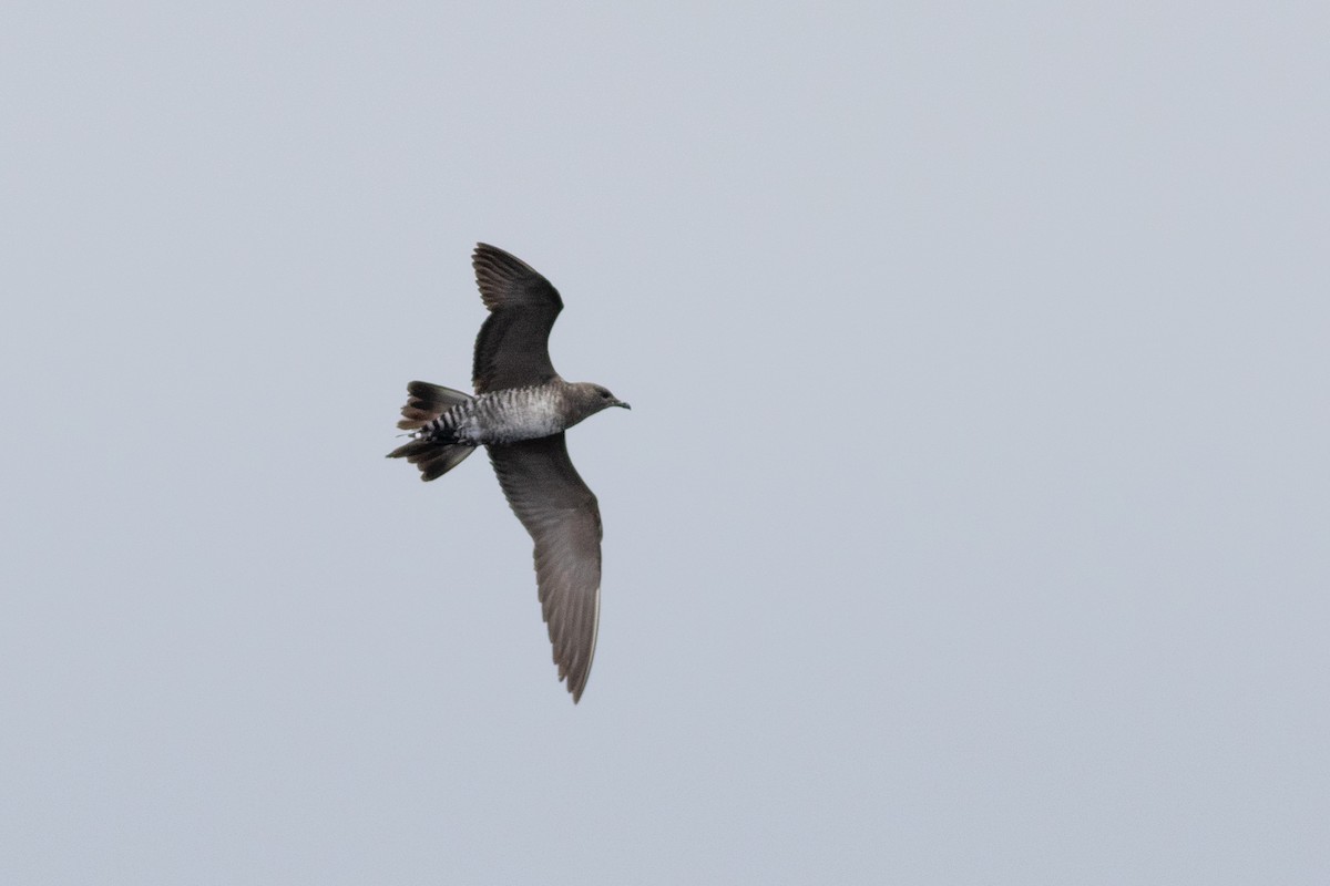 Long-tailed Jaeger - ML492432131