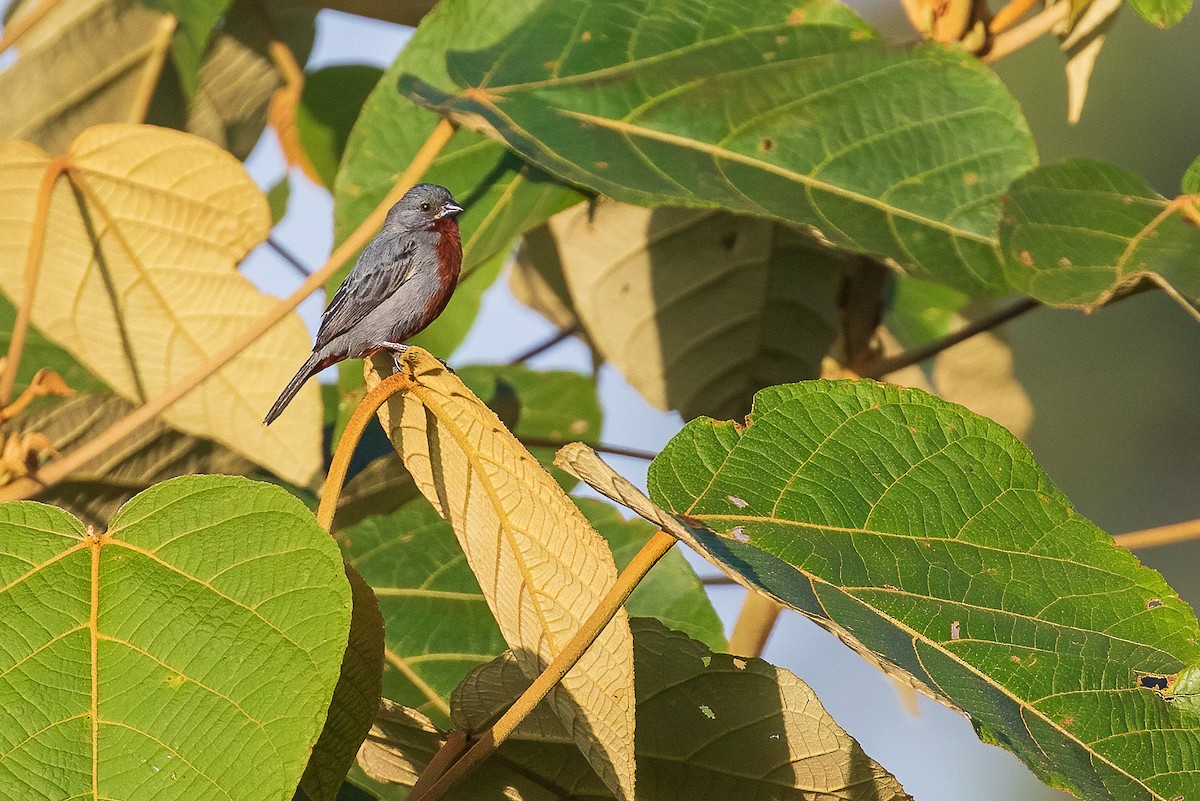 Chestnut-bellied Seedeater - ML492432291