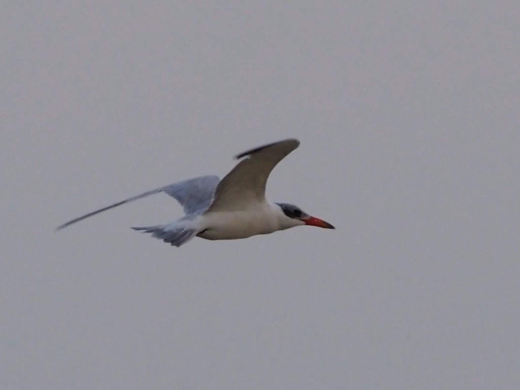 Caspian Tern - ML492432371