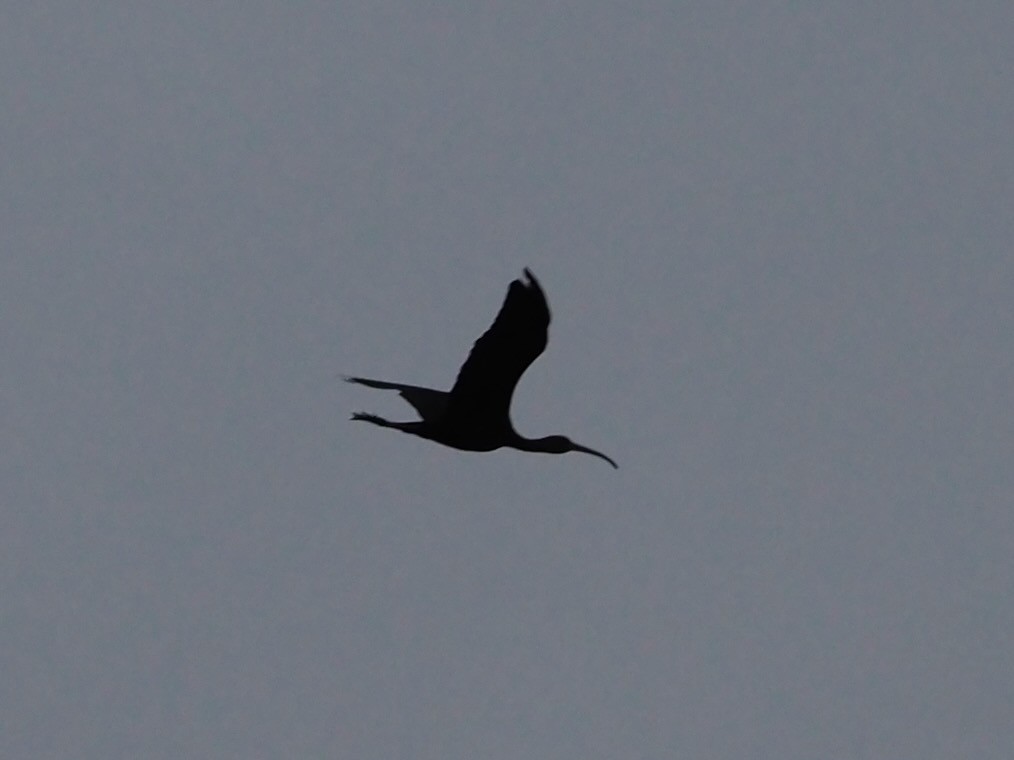 ibis hnědý - ML492432491