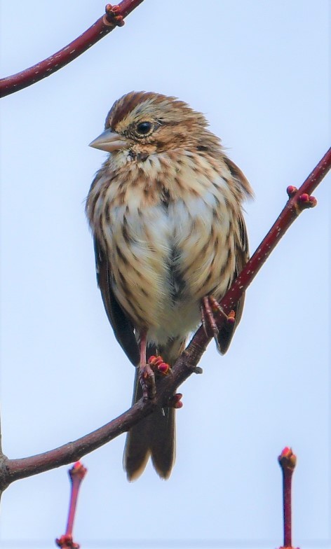 gråbrynspurv - ML492433041