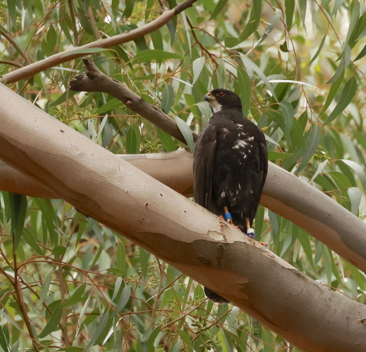 Black Goshawk - ML492433131