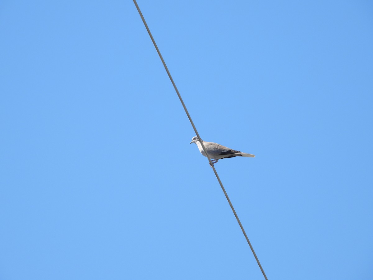 Eurasian Collared-Dove - ML492433151