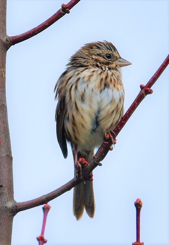 gråbrynspurv - ML492433241