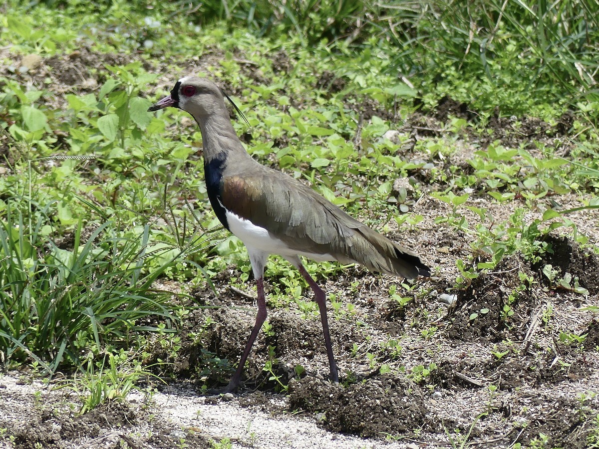 Southern Lapwing - ML492434841