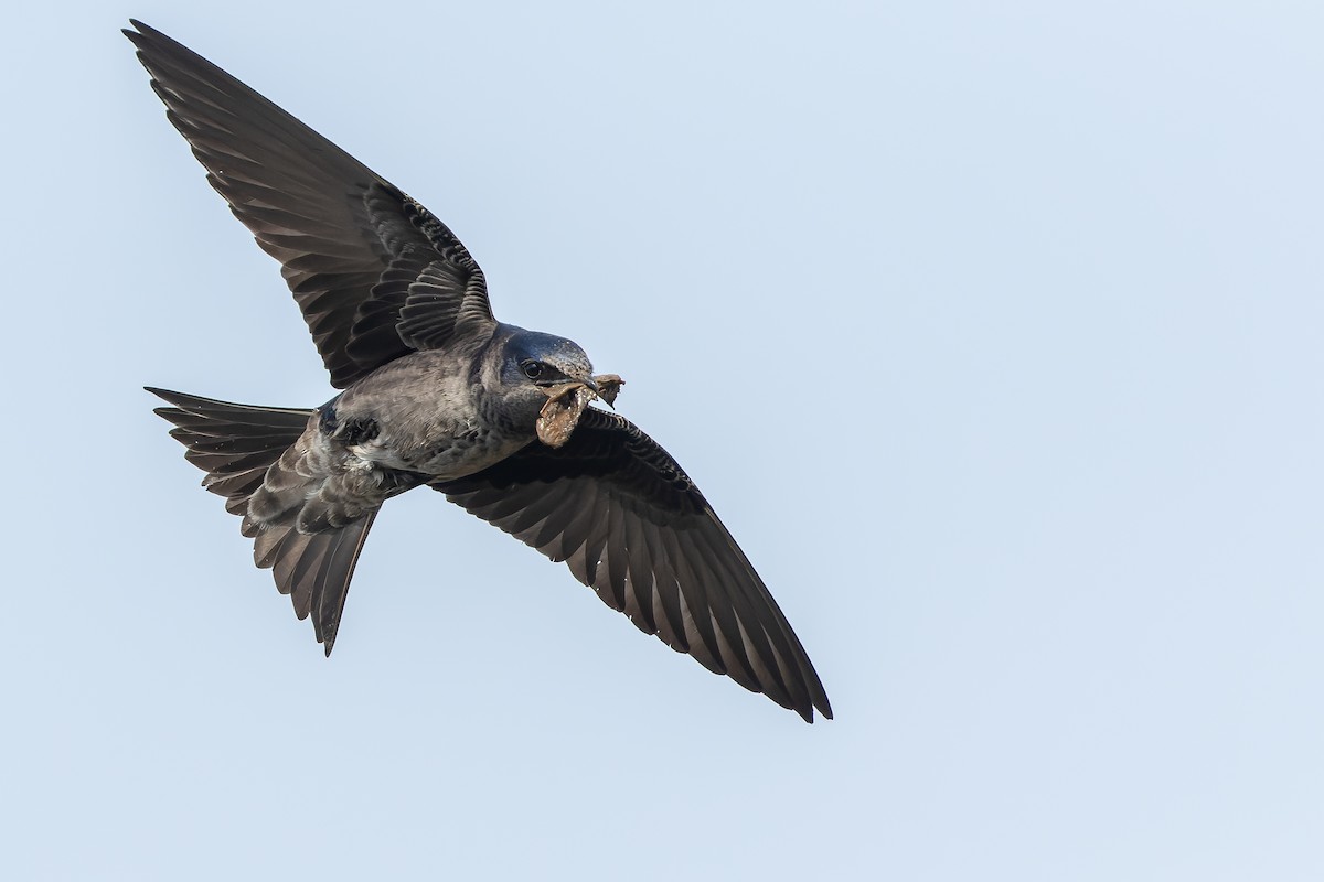 Purple Martin - ML492435031