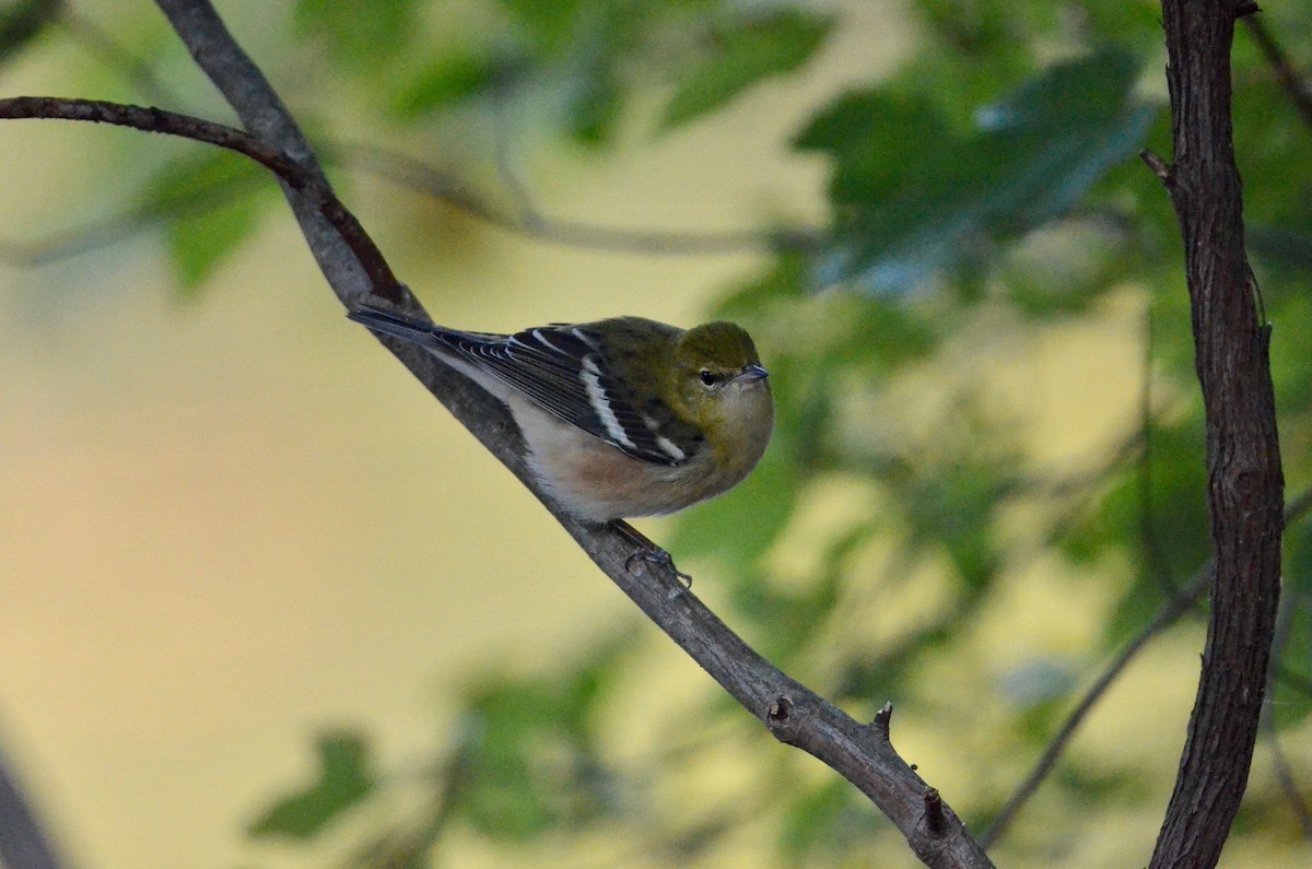Braunkehl-Waldsänger - ML492435691