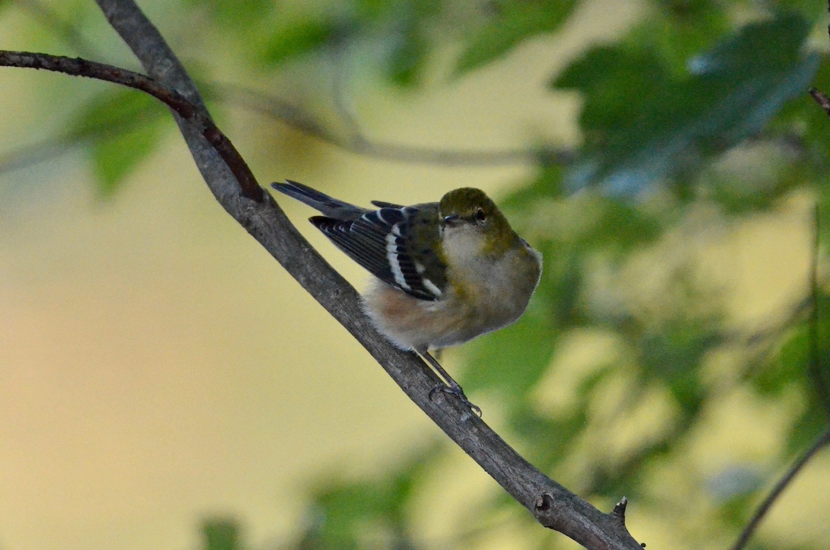 Braunkehl-Waldsänger - ML492435701