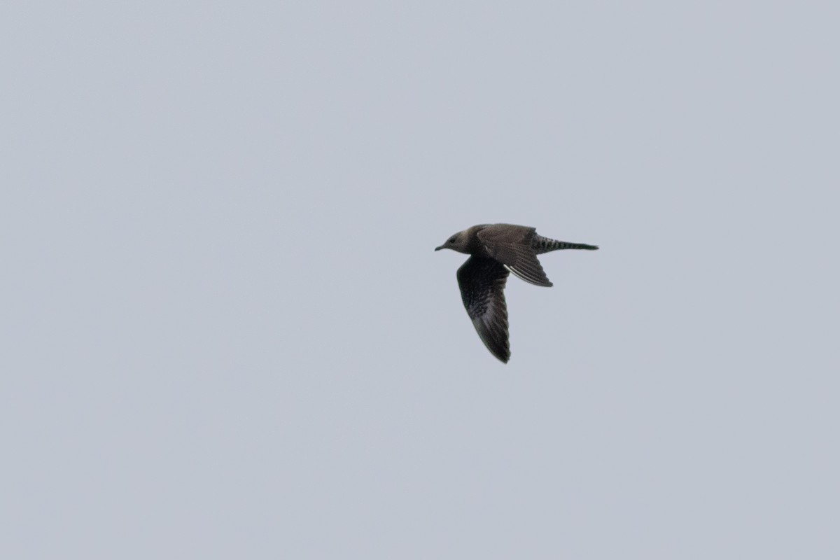 Long-tailed Jaeger - ML492435791