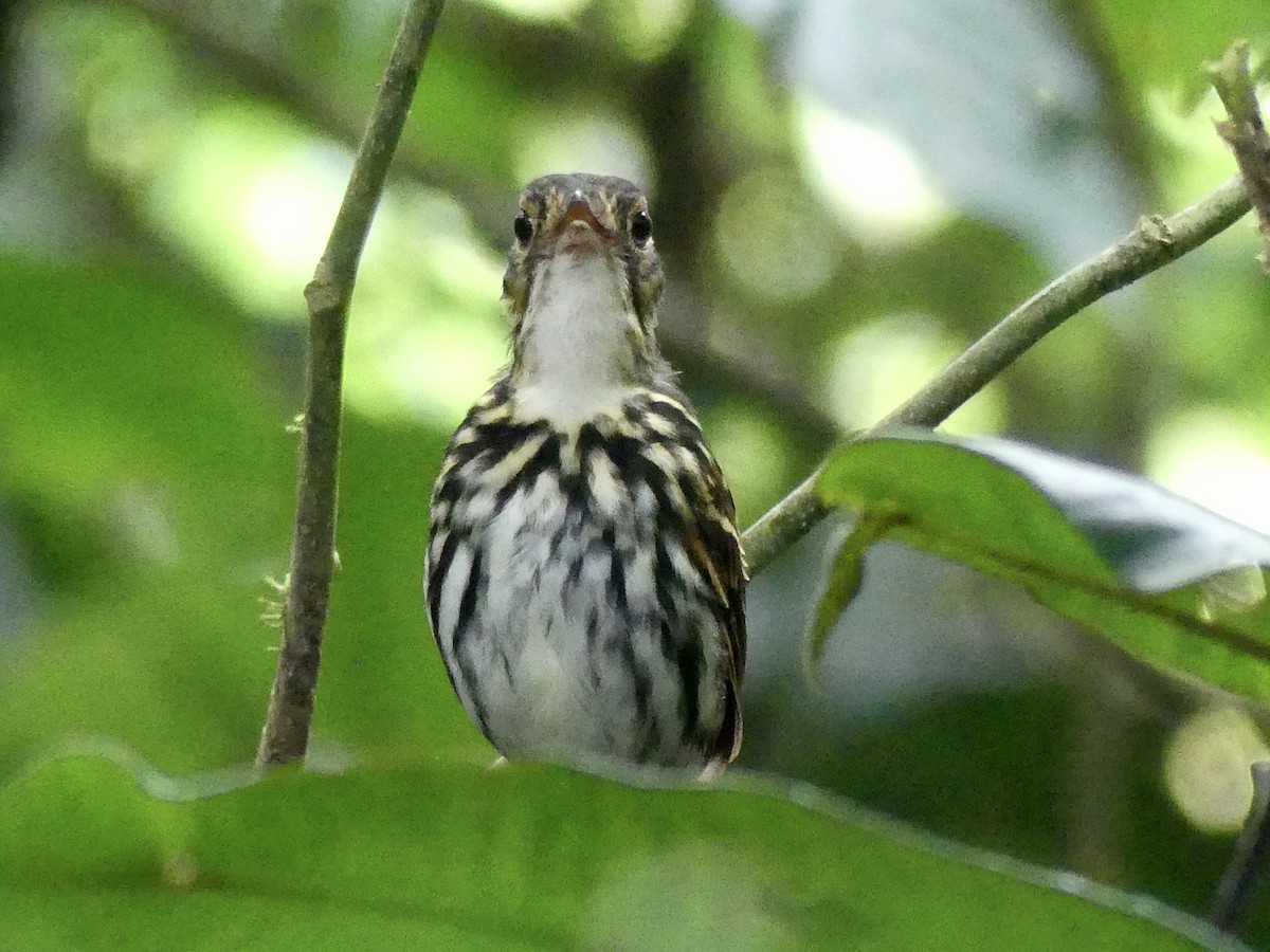 Streak-chested Antpitta - ML492435831