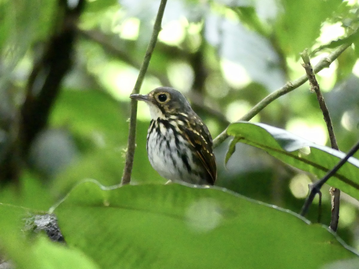 Streak-chested Antpitta - Mike McGrenere