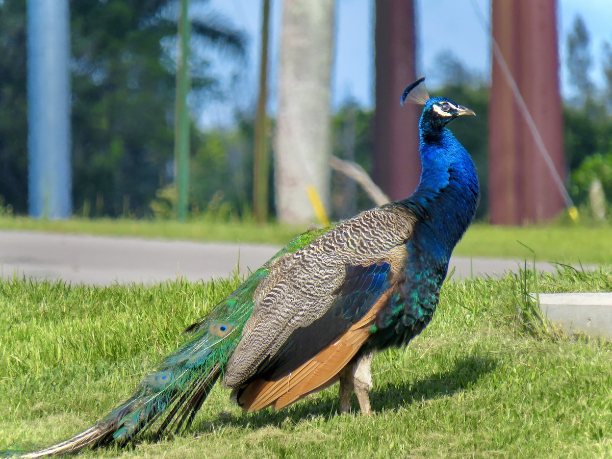 Indian Peafowl - ML492435971