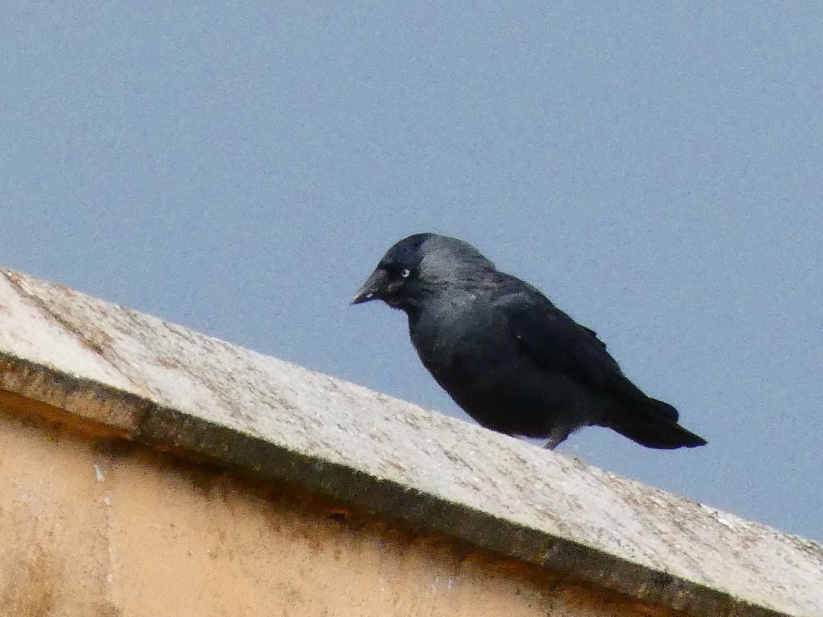 Eurasian Jackdaw - ML492437281