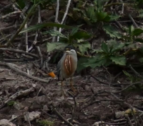 Striated Heron - ML492439171