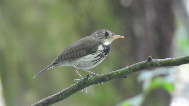 Southern Antpipit - ML492439371