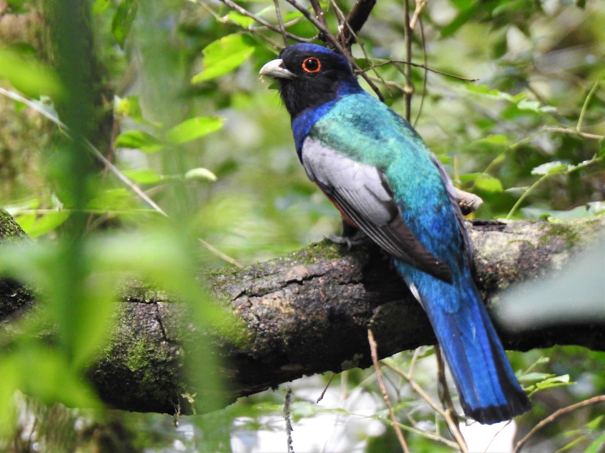 Surucua Trogon - ML492439591