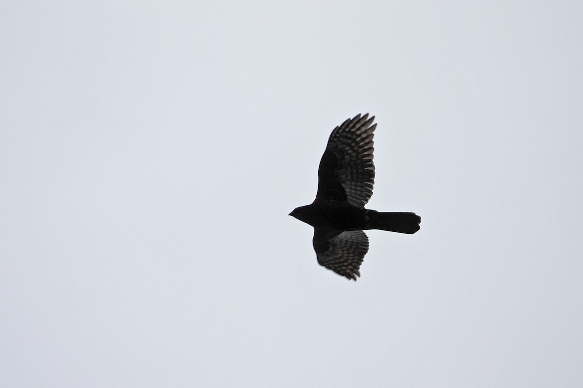 Black Goshawk - Charley Hesse TROPICAL BIRDING