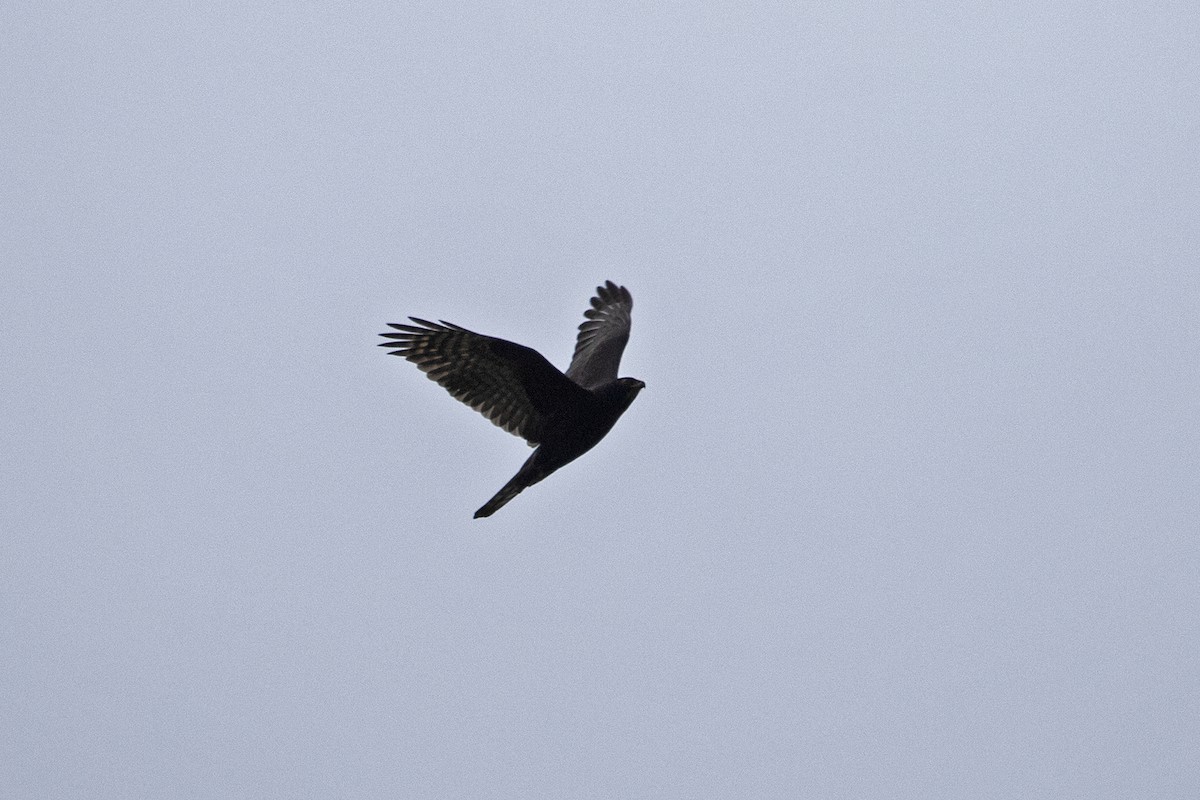 Black Goshawk - ML492439621