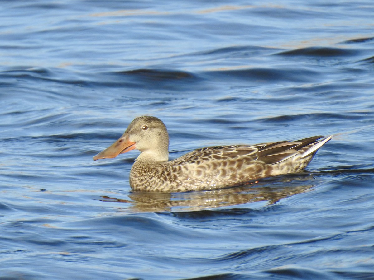 Northern Shoveler - ML492442671