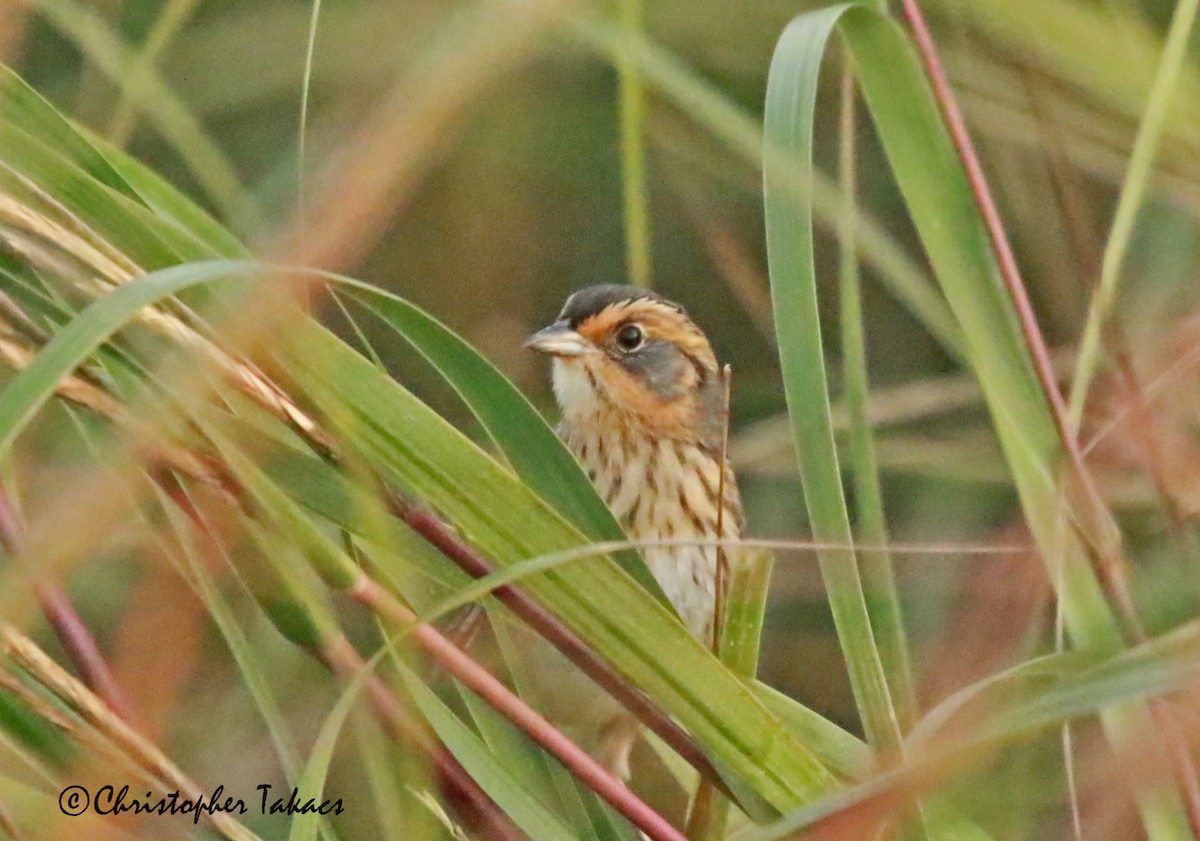 Saltmarsh Sparrow - ML492442721