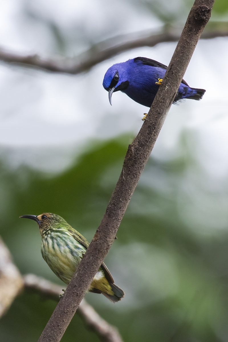 Purple Honeycreeper - ML492442731
