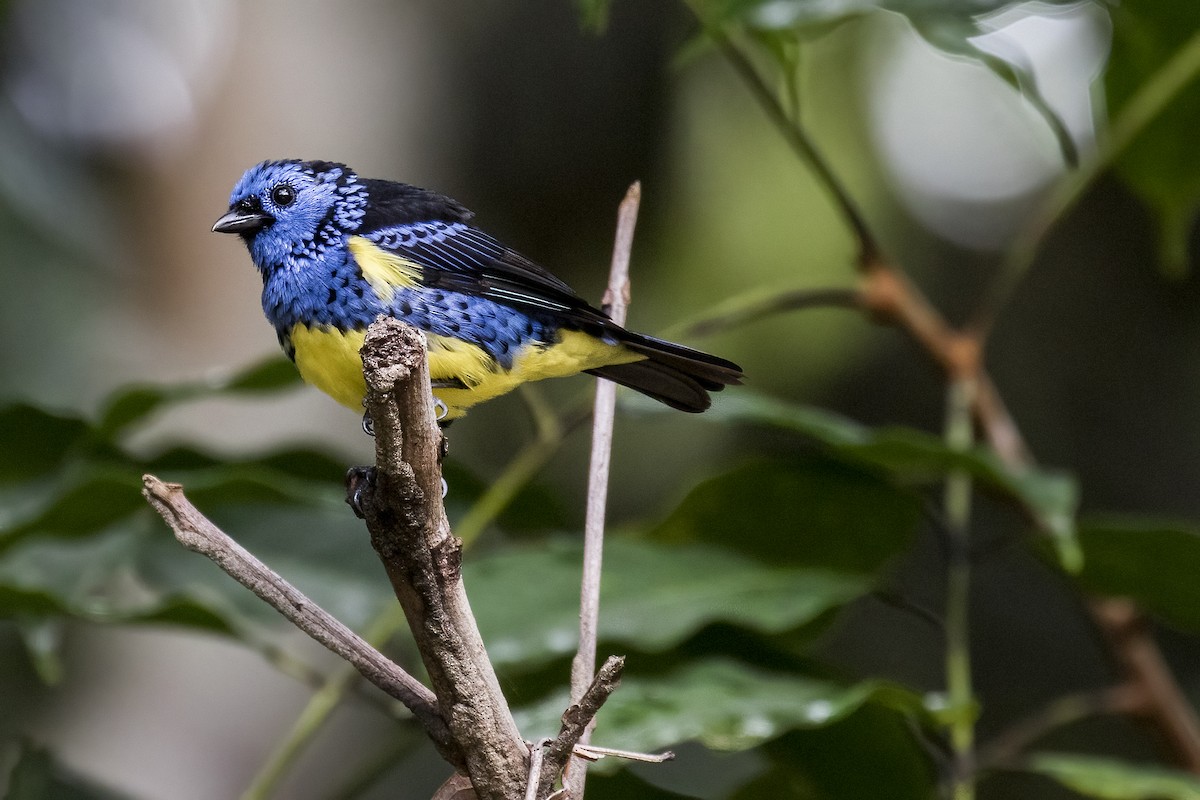 Turquoise Tanager - ML492442851