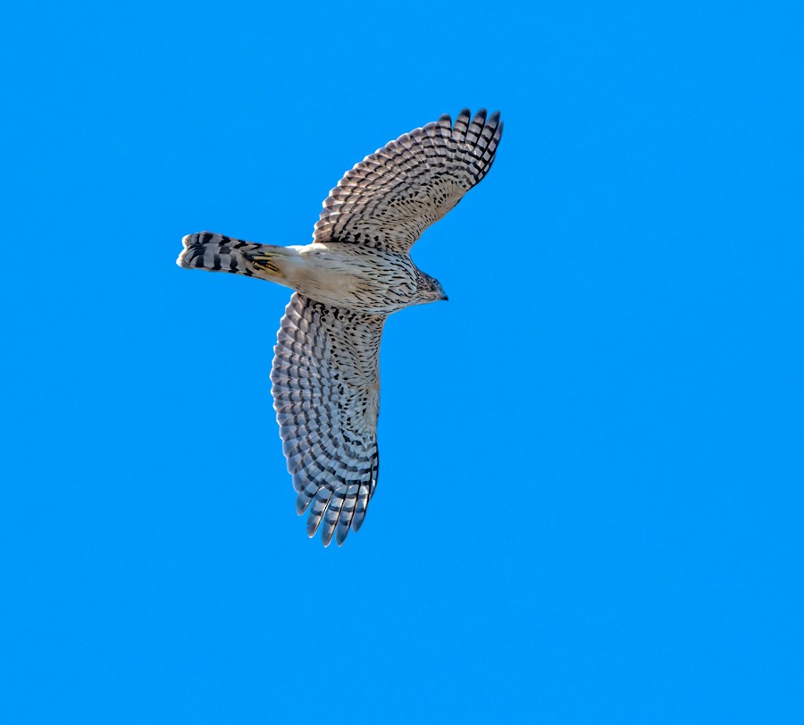 Sharp-shinned Hawk - ML492442941