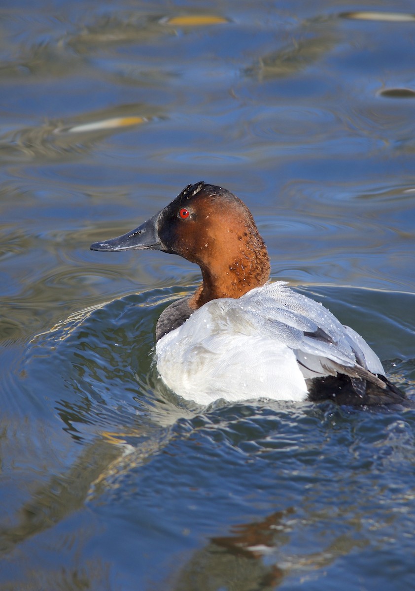 Canvasback - ML492444021