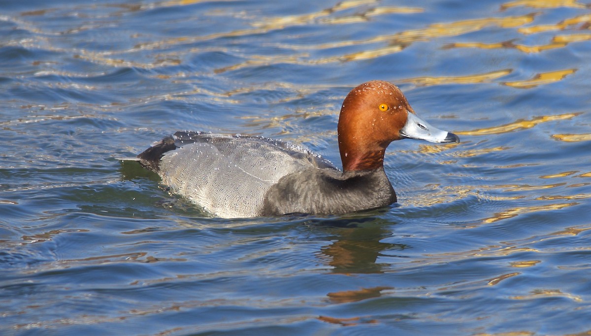 Redhead - ML492444311