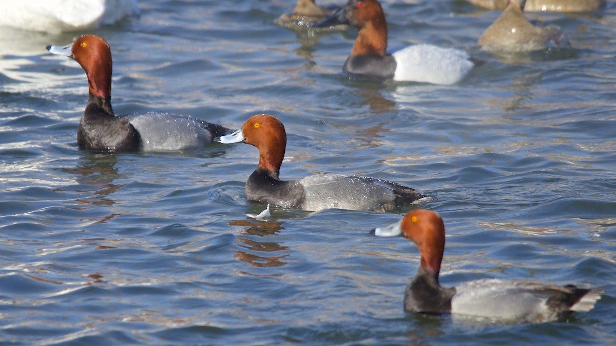 Redhead - ML492444321