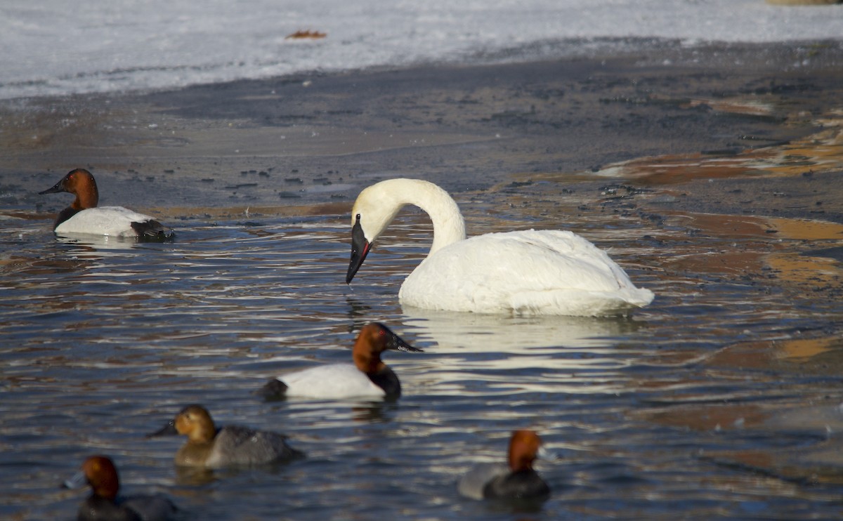 Trumpeter Swan - ML492444661