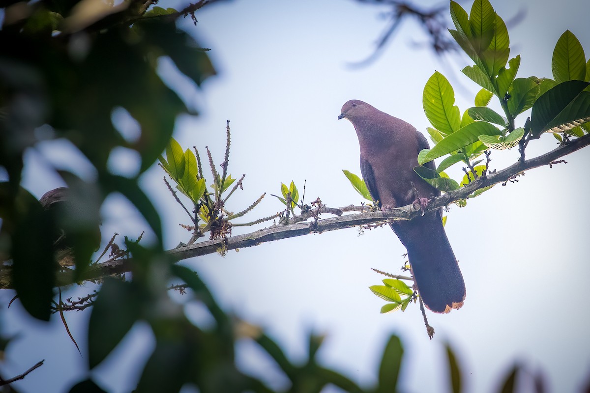 Ruddy Pigeon - Michael Ortner