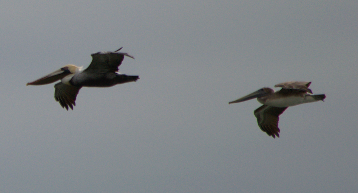 Brown Pelican - ML49244521
