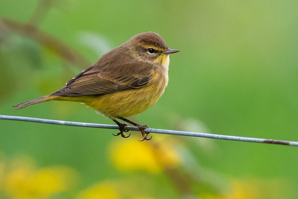 Palm Warbler - Mitchell Goldfarb