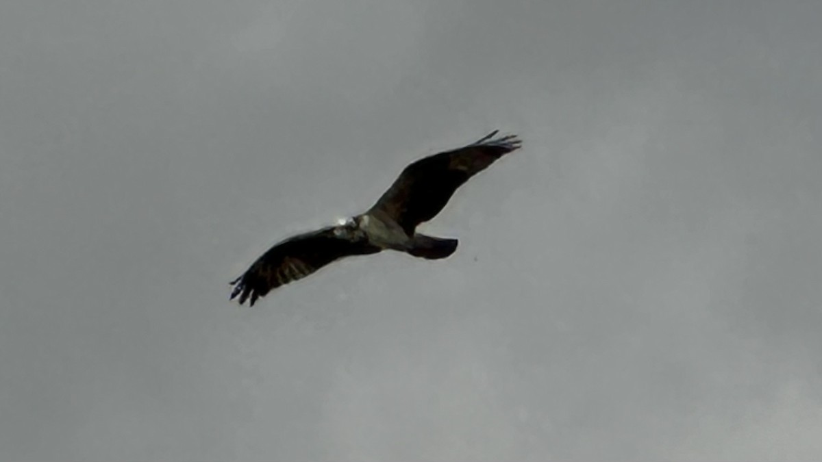 Osprey - ML492447631