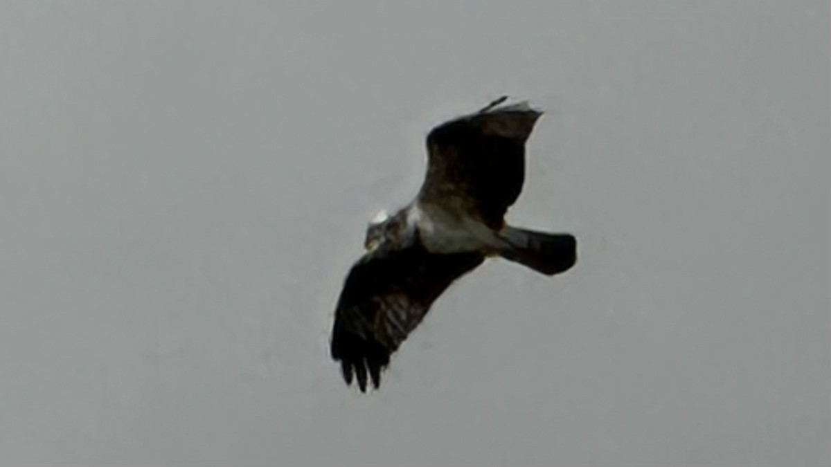 Osprey - ML492447641