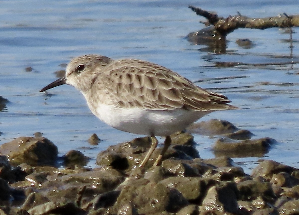 Least Sandpiper - ML492448061