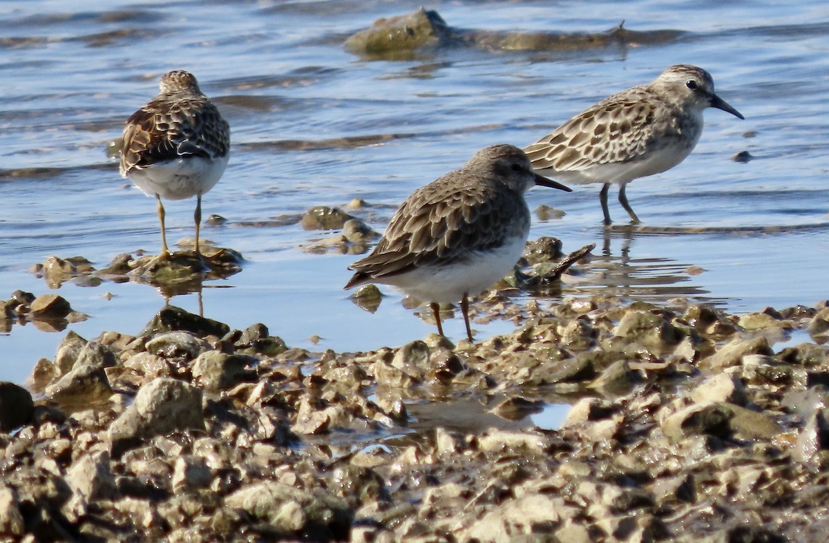 Least Sandpiper - ML492448071