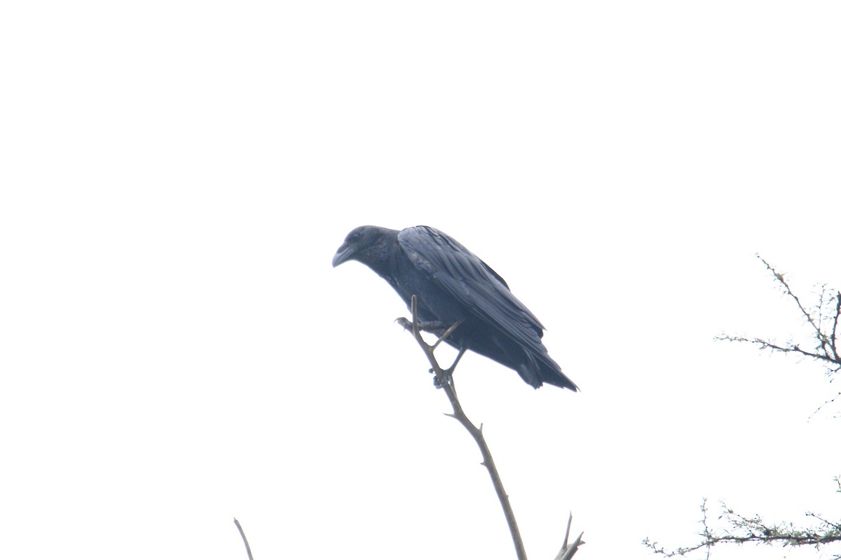 Fan-tailed Raven - ML492448551