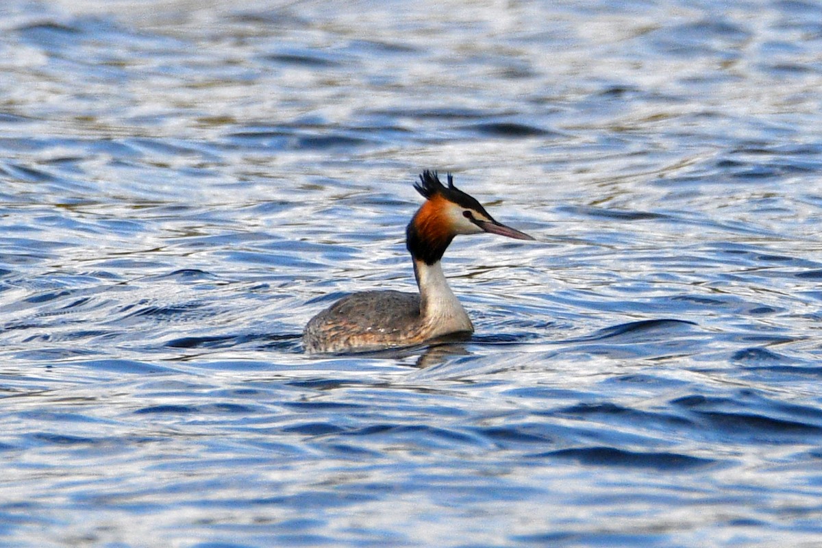 Great Crested Grebe - Peter & Shelly Watts
