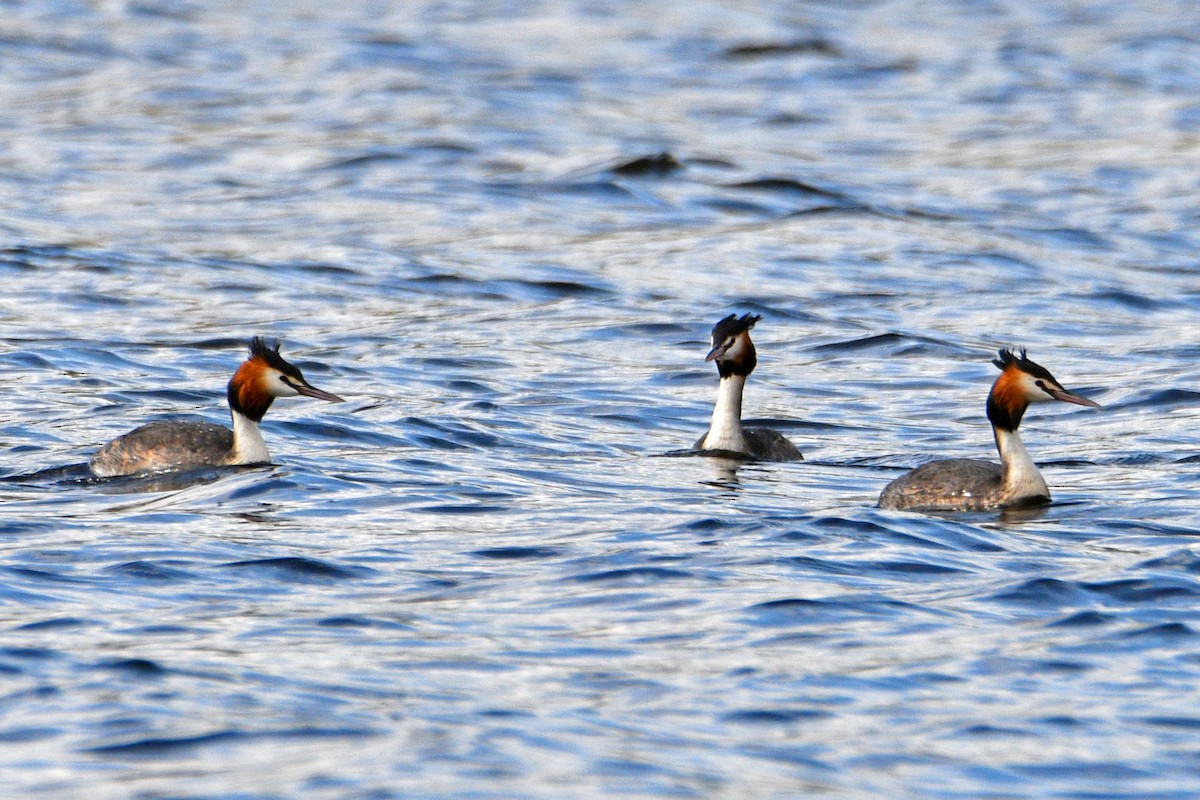 Great Crested Grebe - ML492448761