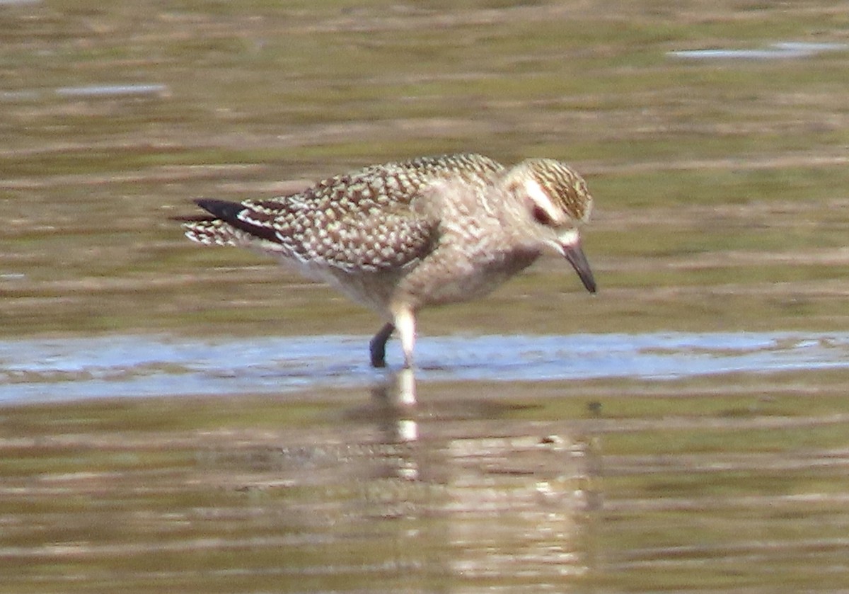 American Golden-Plover - ML492448771