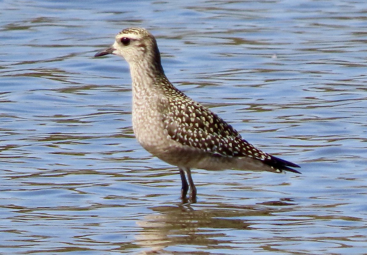 American Golden-Plover - ML492448791