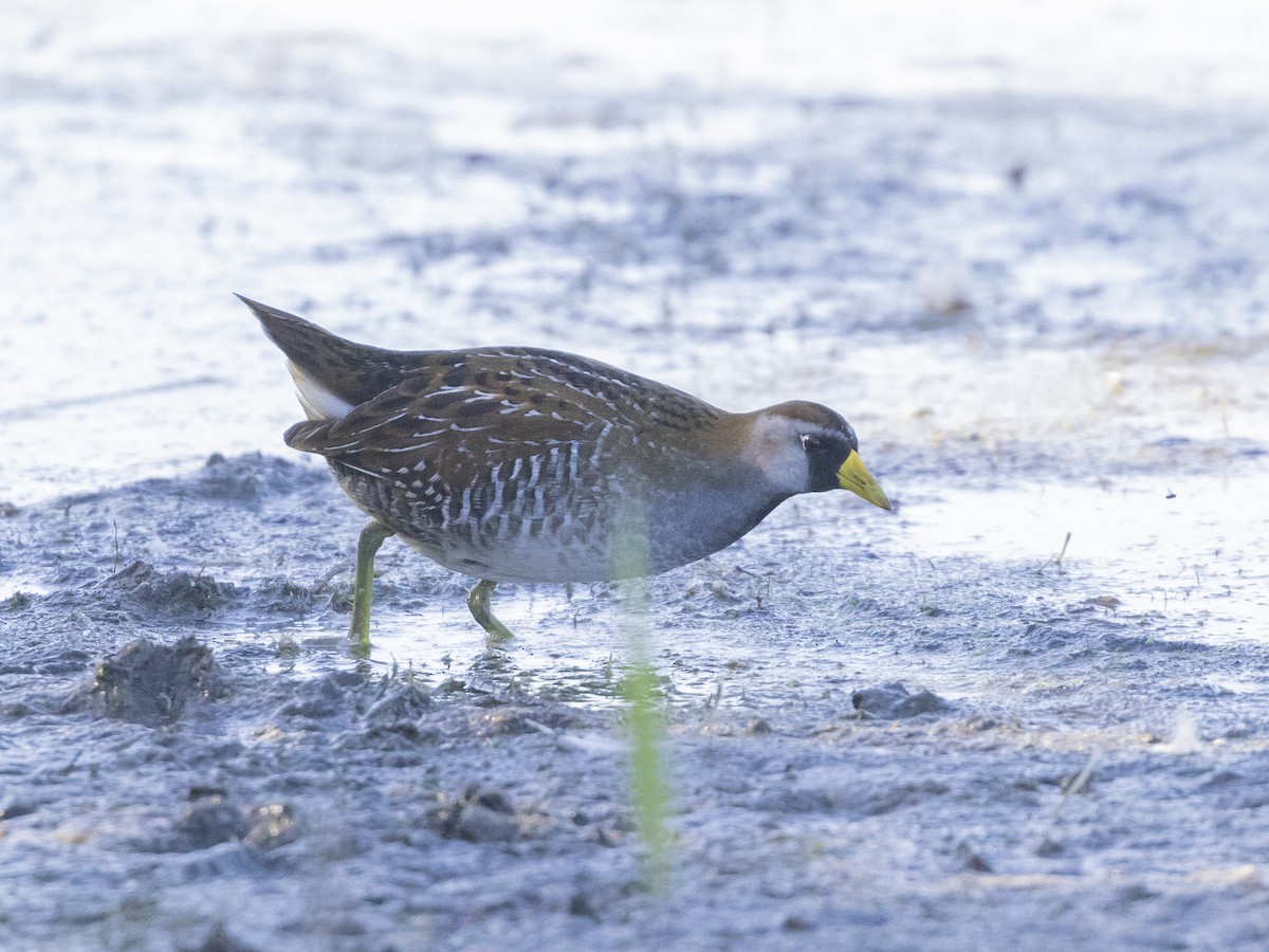 Polluela Sora - ML492448901