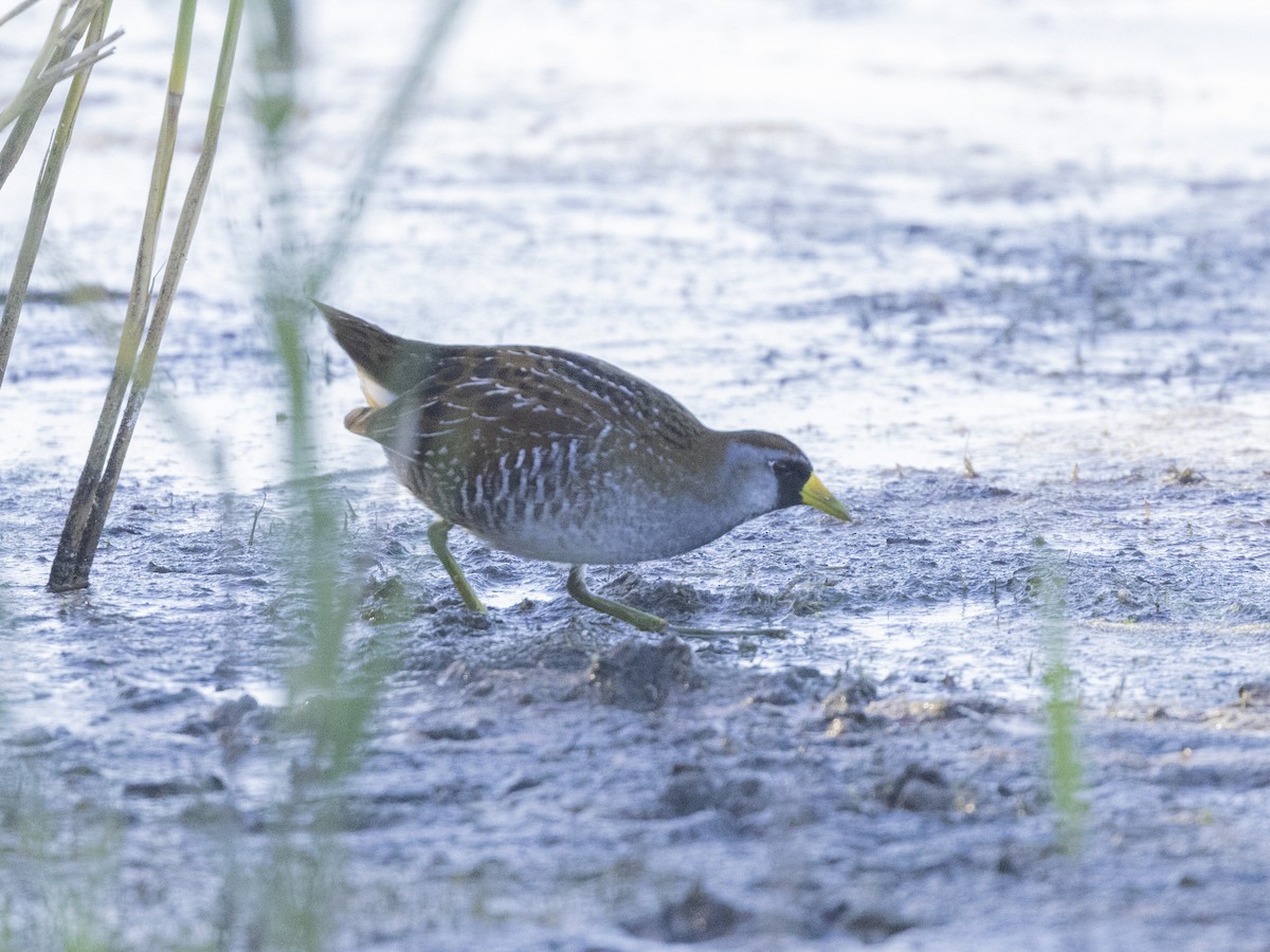 Polluela Sora - ML492448911