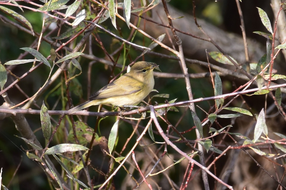 Willow Warbler/Common Chiffchaff - ML492449431